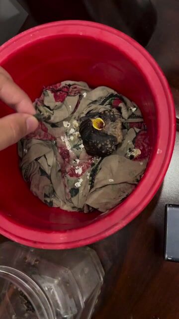 Chim non khỏe mạnh. Mua bán Chim tại Thị xã Bến Cát Bình Dương được đăng bởi Thanh Lưu hình 1