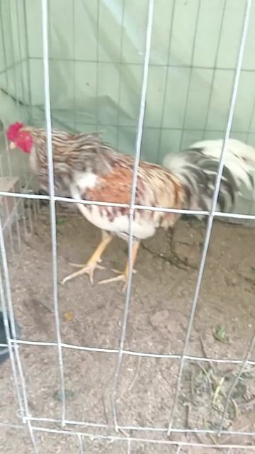 gà sinh viên. Mua bán Gà tại Huyện Thới Bình Cà Mau được đăng bởi Tuấn Kiệt hình 1