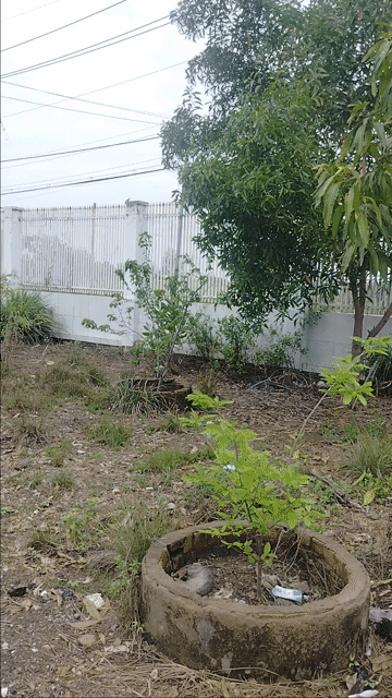 Mua bán Đất Huyện Cần Giờ Tp Hồ Chí Minh diện tích 11.7399 m² giá 39,916 tỷ