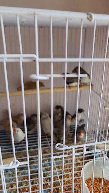 Chim Manh manh sắc nhật Bông vàng. Mua bán Chim tại Quận 3 Tp Hồ Chí Minh được đăng bởi Phan Đình Lộc hình 1