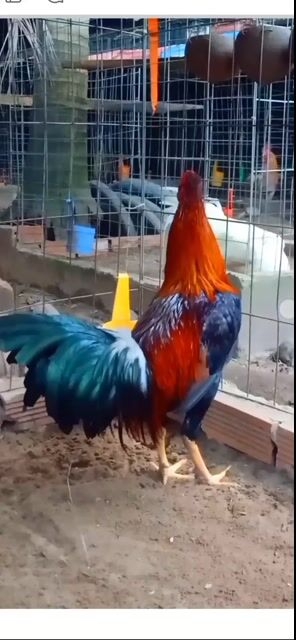 Đều xanh Mỹ hatch tơ 9th. Mua bán Gà tại Thành phố Châu Đốc An Giang được đăng bởi Hoàng phuc hình 1