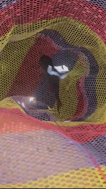 Cá Phi Phụng Short size Đa màu. Mua bán Thú cưng khác tại Thành phố Thủ Đức Tp Hồ Chí Minh được đăng bởi gia bảo hình 1