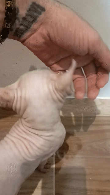 Mèo Sphynx hồng nhạt đã tiêm đầy đủ. Mua bán Mèo tại Quận Phú Nhuận Tp Hồ Chí Minh được đăng bởi Mert Fıçıcı hình 1