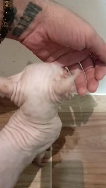 Mèo Sphynx hồng nhạt đã tiêm đầy đủ. Mua bán Mèo tại Quận Phú Nhuận Tp Hồ Chí Minh được đăng bởi Mert Fıçıcı hình 1