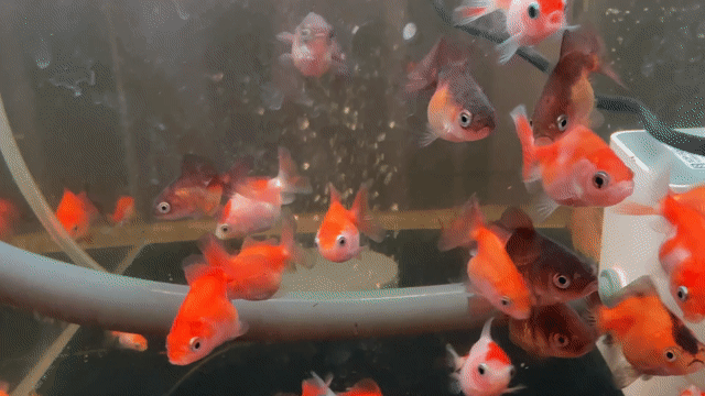 Cá Oranda Mini Cam trắng. Mua bán Thú cưng khác tại Huyện Hóc Môn Tp Hồ Chí Minh được đăng bởi Huỳnh hình 1