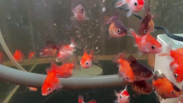 Cá Oranda Mini Cam trắng. Mua bán Thú cưng khác tại Huyện Hóc Môn Tp Hồ Chí Minh được đăng bởi Huỳnh hình 1