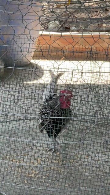 Gà trống Đen trắng. Mua bán Gà tại Huyện Hóc Môn Tp Hồ Chí Minh được đăng bởi Đạt Nguyễn hình 1