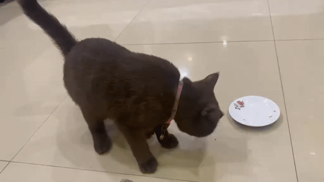 Mèo ALC Cái Socola Đã tiêm ngừa. Mua bán Mèo tại Huyện Đông Anh Hà Nội được đăng bởi Tôn Tuấn Bảo Long hình 1