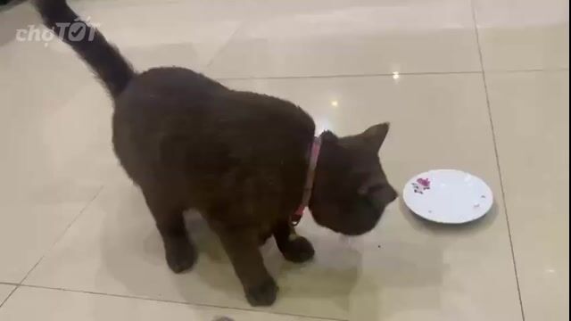 Mèo ALC Cái Socola Đã tiêm ngừa. Mua bán Mèo tại Huyện Đông Anh Hà Nội được đăng bởi Tôn Tuấn Bảo Long hình 1