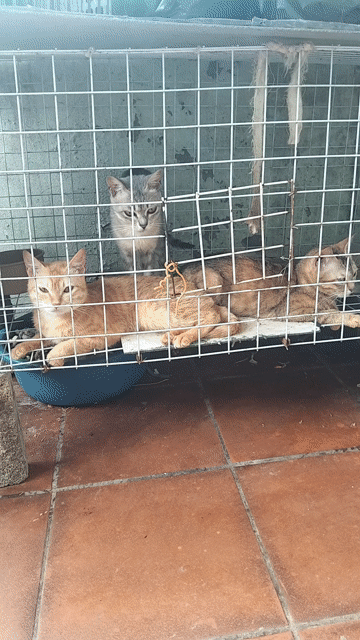 Chó Phốc Sóc Nhật. Mua bán Chó tại Huyện Gia Lâm Hà Nội được đăng bởi minh duc ngo hình 1