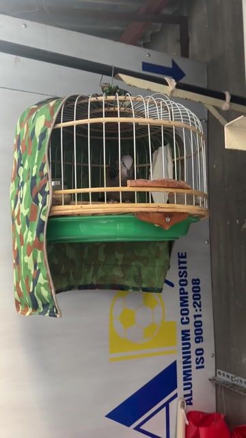 Chim Bồ câu Xám trắng. Mua bán Chim tại Thành phố Biên Hòa Đồng Nai được đăng bởi Hùng Nguyễn hình 1