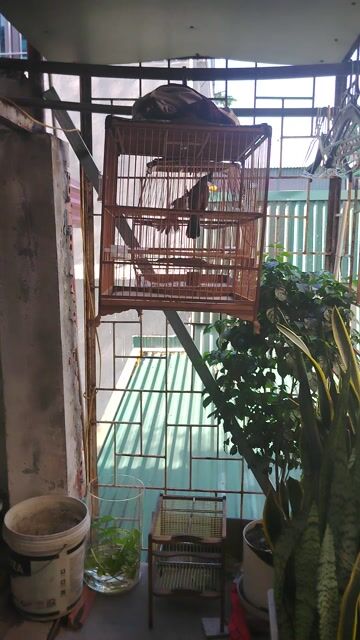 Chim chào mào 4 năm lồng khỏe mạnh hót hay. Mua bán Chim tại Quận Hoàn Kiếm Hà Nội được đăng bởi phan hữu hung  hình 1