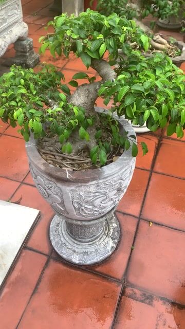 Cây cảnh Sanh Nam Điền. Mua bán Cây cảnh, đồ trang trí tại Quận Kiến An Hải Phòng được đăng bởi Cảnh Dương hình 1