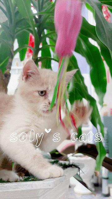 Mèo ALN kem có làm fen xao xuyến ?. Mua bán Mèo tại Huyện Hóc Môn Tp Hồ Chí Minh được đăng bởi SOLY CATS hình 1