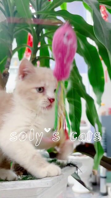 Mèo ALN kem có làm fen xao xuyến ?. Mua bán Mèo tại Huyện Hóc Môn Tp Hồ Chí Minh được đăng bởi SOLY CATS hình 1