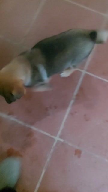 Bán chó becgie lai. Mua bán Chó tại Huyện Quốc Oai Hà Nội được đăng bởi Nguyễn Tú Anh hình 1