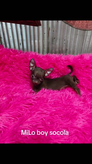 Chó Chihuahua đực nhỏ gọn. Mua bán Chó tại Quận 8 Tp Hồ Chí Minh được đăng bởi Chihuahua nhà ZoZo hình 1