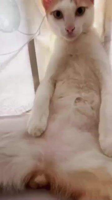 Mèo Trắng cam. Mua bán Mèo tại Quận 12 Tp Hồ Chí Minh được đăng bởi Khánh Đăng hình 1