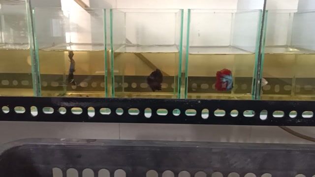 Cá Betta đủ loại chỉ từ 20k đến 40k. Mua bán Thú cưng khác tại Quận Bình Tân Tp Hồ Chí Minh được đăng bởi Betta sỉ lẻ hình 1