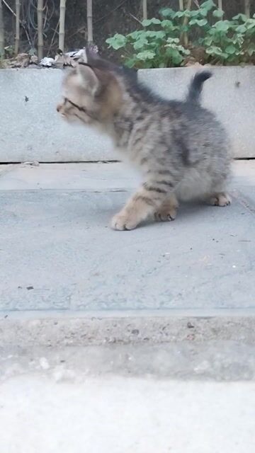 mèo con lông ngắn hà nội. Mua bán Mèo tại Quận Hoàng Mai Hà Nội được đăng bởi CHU TRÀ MY hình 1