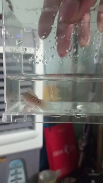 Thanh lý cá lóc trân châu ngũ sắc nhỏ. Mua bán Thú cưng khác tại Quận Bình Thạnh Tp Hồ Chí Minh được đăng bởi Văn Hậu hình 1