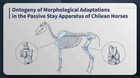Ontogeny of the Stay Apparatus in Chilean Horses