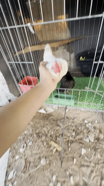 cặp gà tre bắc cọc. Mua bán Gà tại Huyện Lai Vung Đồng Tháp được đăng bởi Minh Thiện hình 1