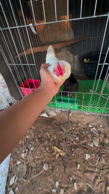cặp gà tre bắc cọc. Mua bán Gà tại Huyện Lai Vung Đồng Tháp được đăng bởi Minh Thiện hình 1