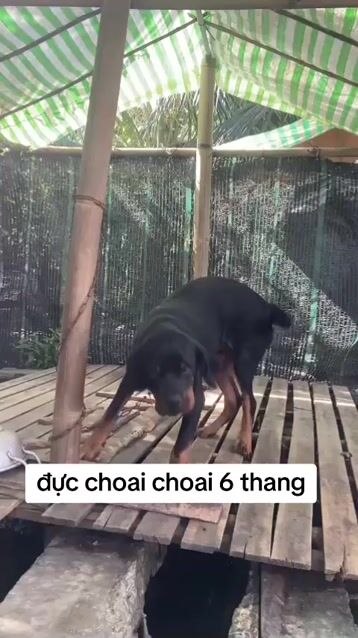 Cho rottweile đực choai. Mua bán Chó tại Thành phố Mỹ Tho Tiền Giang được đăng bởi thuy tran hình 1
