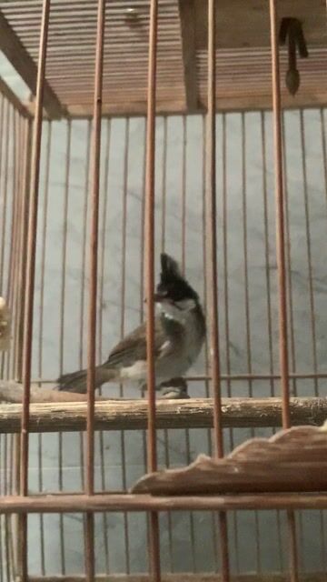 Chim chào mào má trắng trống. Mua bán Chim tại Quận Liên Chiểu Đà Nẵng được đăng bởi ngo hình 1