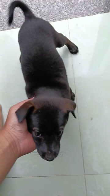 Chó Mực Cái xinh xắn đã ăn rất khoẻ. Mua bán Chó tại Huyện Củ Chi Tp Hồ Chí Minh được đăng bởi Nguyễn Hữu Tấn hình 1