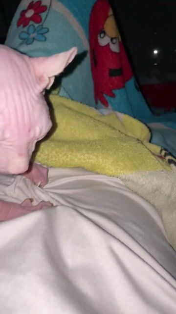 Mèo Ai Cập cái 1 tuổi. Mua bán Mèo tại Quận Ninh Kiều Cần Thơ được đăng bởi Quanh hình 1