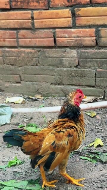 Gà Tre bắc cộc 5 tháng. Mua bán Gà tại Thành phố Thuận An Bình Dương được đăng bởi phong hình 1