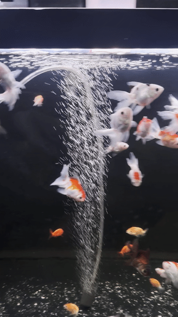 Cá vàng Oranda 70 bé. Mua bán Thú cưng khác tại Quận 6 Tp Hồ Chí Minh được đăng bởi Bu  hình 1