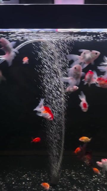 Cá vàng Oranda 70 bé. Mua bán Thú cưng khác tại Quận 6 Tp Hồ Chí Minh được đăng bởi Bu  hình 1