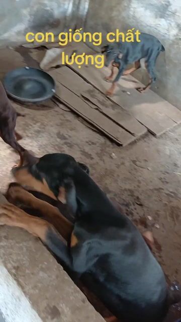 Chó Doberman con khỏe mạnh. Mua bán Chó tại Huyện An Lão Hải Phòng được đăng bởi Ngoc phi hình 1