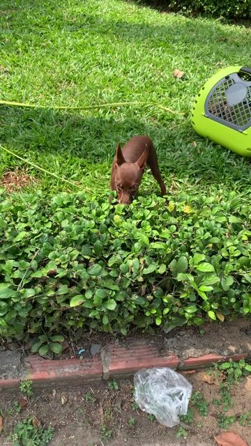 PHỐC HƯƠU PHỐI GIỐNG. Mua bán Phụ kiện, Thức ăn, Dịch vụ tại Quận 8 Tp Hồ Chí Minh được đăng bởi Nguyễn Mạnh  hình 1