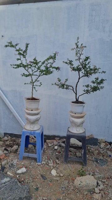 tly 2 cây linh sam hoa tím siêng hoa. Mua bán Cây cảnh, đồ trang trí tại Huyện Nhà Bè Tp Hồ Chí Minh được đăng bởi a Điền hình 1