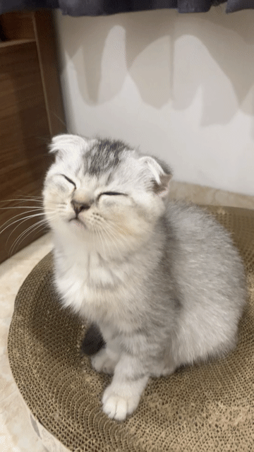 Mèo ALN Tabby Xám trắng. Mua bán Mèo tại Quận 12 Tp Hồ Chí Minh được đăng bởi Kim Chi hình 1