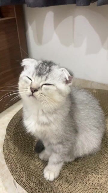 Mèo ALN Tabby Xám trắng. Mua bán Mèo tại Quận 12 Tp Hồ Chí Minh được đăng bởi Kim Chi hình 1