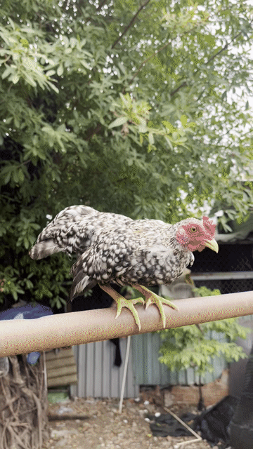 Gà tre. Mua bán Gà tại Quận 7 Tp Hồ Chí Minh được đăng bởi Nguyễn văn tuấn hình 1