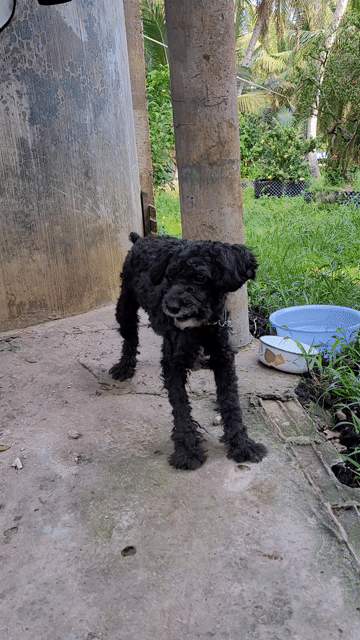 Chó Poodle đen 5 tháng tuổi. Mua bán Chó tại Huyện Mỏ Cày Nam Bến Tre được đăng bởi Phạm Thùy Nguyên hình 1