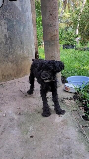 Chó Poodle đen 5 tháng tuổi. Mua bán Chó tại Huyện Mỏ Cày Nam Bến Tre được đăng bởi Phạm Thùy Nguyên hình 1