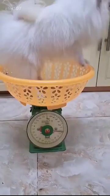 Chó Phốc Sóc Cái Teacup Trắng tuyết 2 tuổi. Mua bán Chó tại Quận Bình Thạnh Tp Hồ Chí Minh được đăng bởi Bui Hanh Quyen hình 1