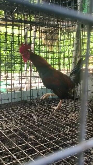 Gà Trạng Trống 1kg hơn. Mua bán Gà tại Thị xã Duyên Hải Trà Vinh được đăng bởi Bình Trương hình 1