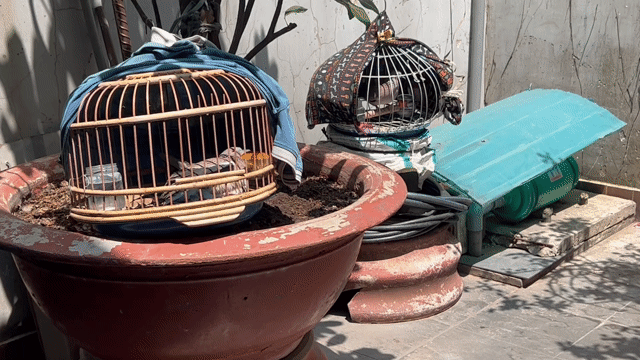 Chim cu gáy. Mua bán Chim tại Thành phố Thuận An Bình Dương được đăng bởi Nguyễn Đức Sơn hình 1