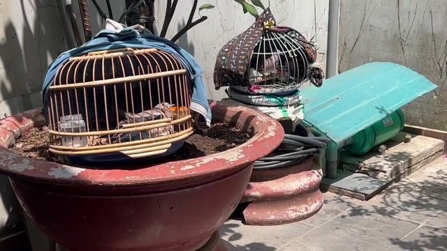 Chim cu gáy. Mua bán Chim tại Thành phố Thuận An Bình Dương được đăng bởi Nguyễn Đức Sơn hình 1