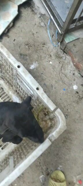 Chó Phú Quốc đen đực. Mua bán Chó tại Quận 12 Tp Hồ Chí Minh được đăng bởi QB SHOP PETS hình 1