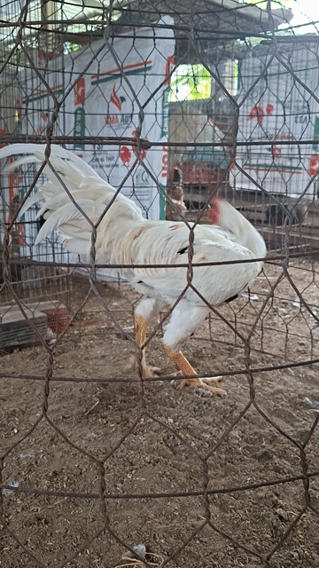 Gà bướm tơ đực Trắng 3.2kg. Mua bán Gà tại Huyện Châu Thành Bến Tre được đăng bởi  Linh Nguyễn  hình 1