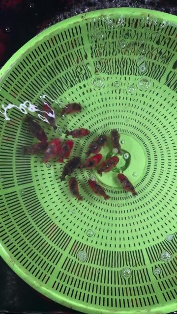 Cá Ranchu Tini Calico Size 2. Mua bán Thú cưng khác tại Huyện Hóc Môn Tp Hồ Chí Minh được đăng bởi Tiệm Nhà Cá Vàng  hình 1